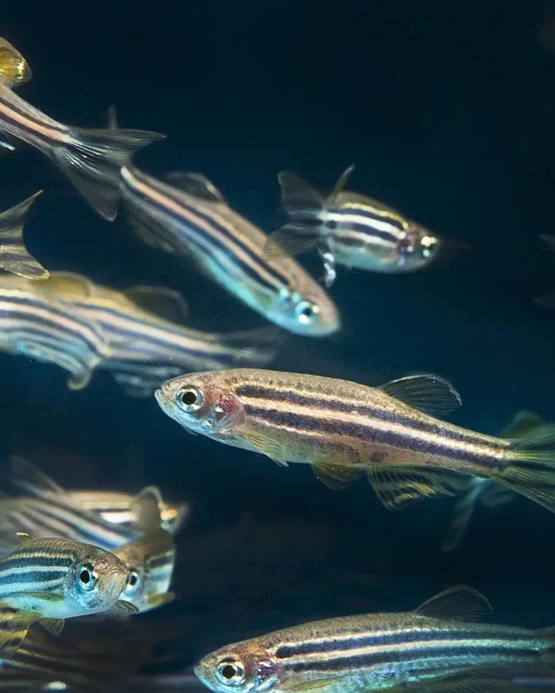 1 zebra danio