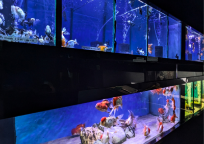 Smith's Aquatics Fish Room