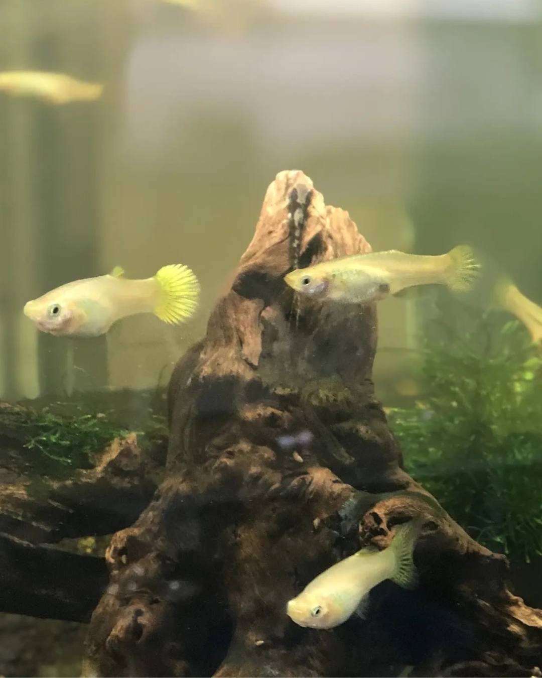 2 golden guppy