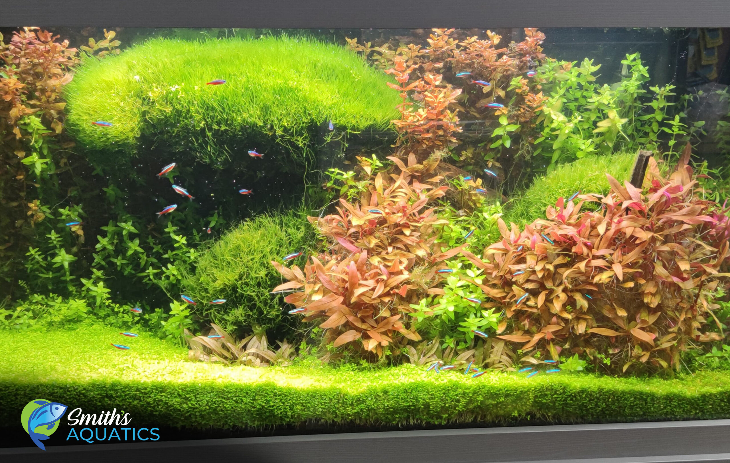 Smith's Aquatics Planted Tank