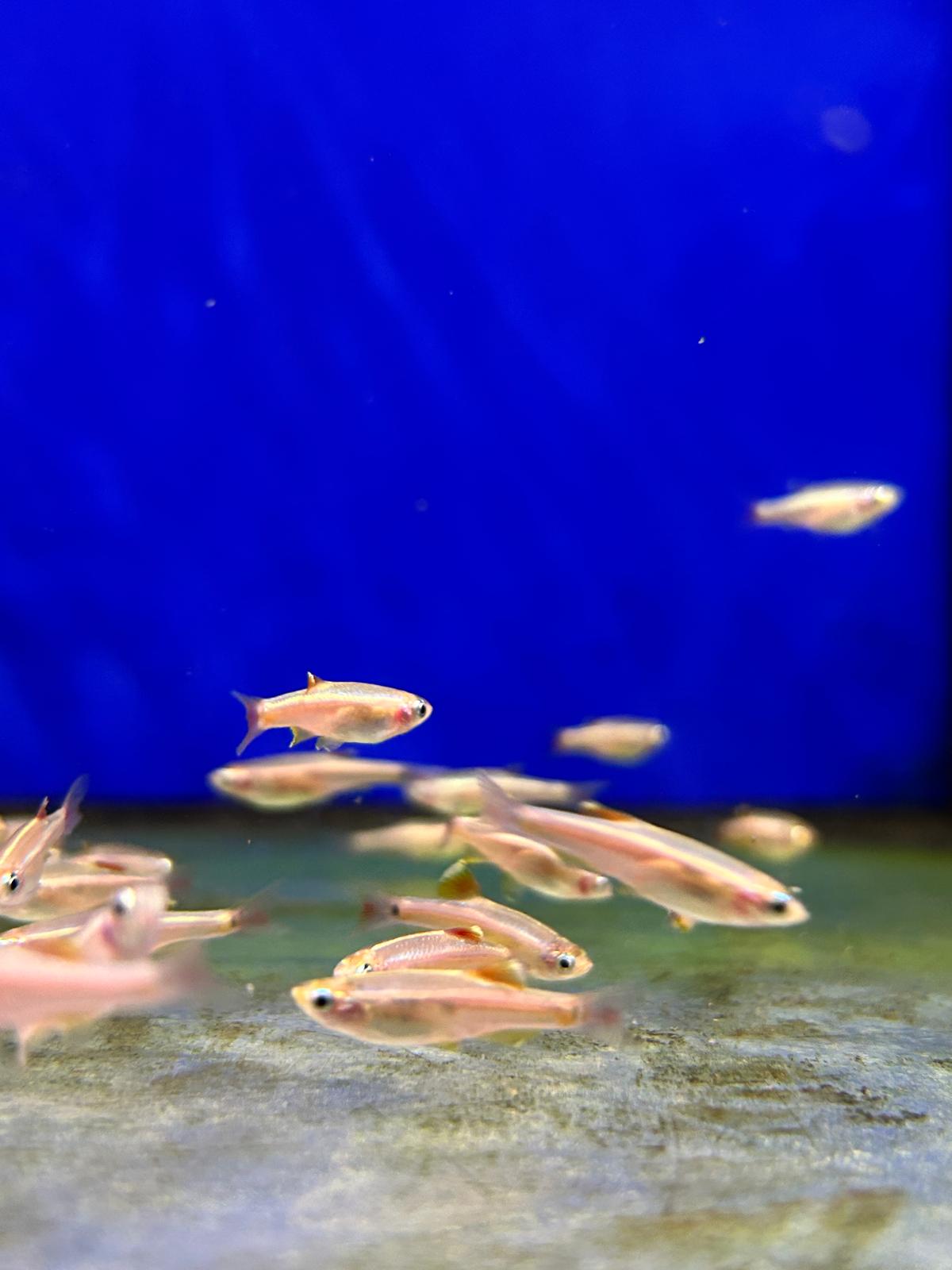 Cloud minnow