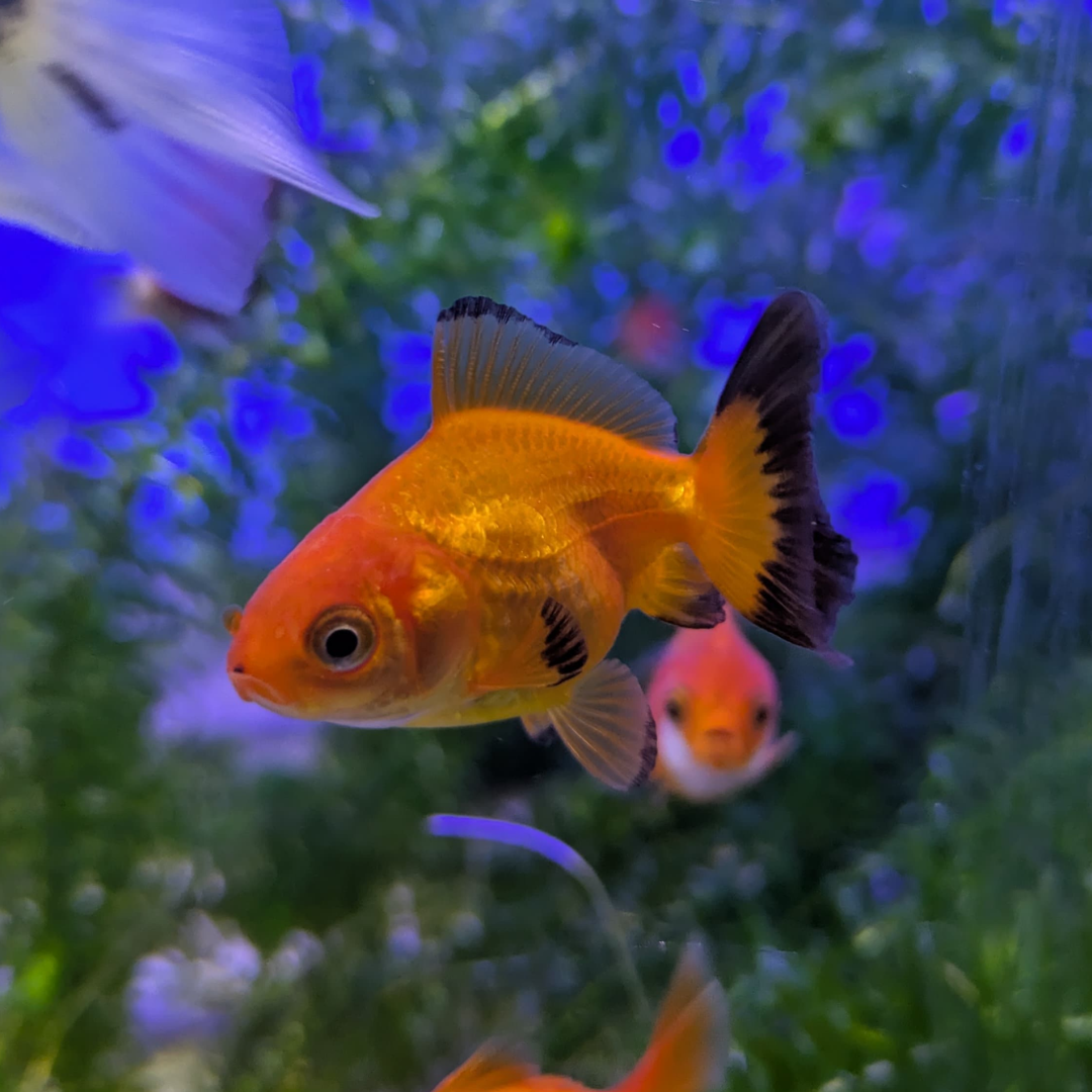 Fancy Gold Fish
