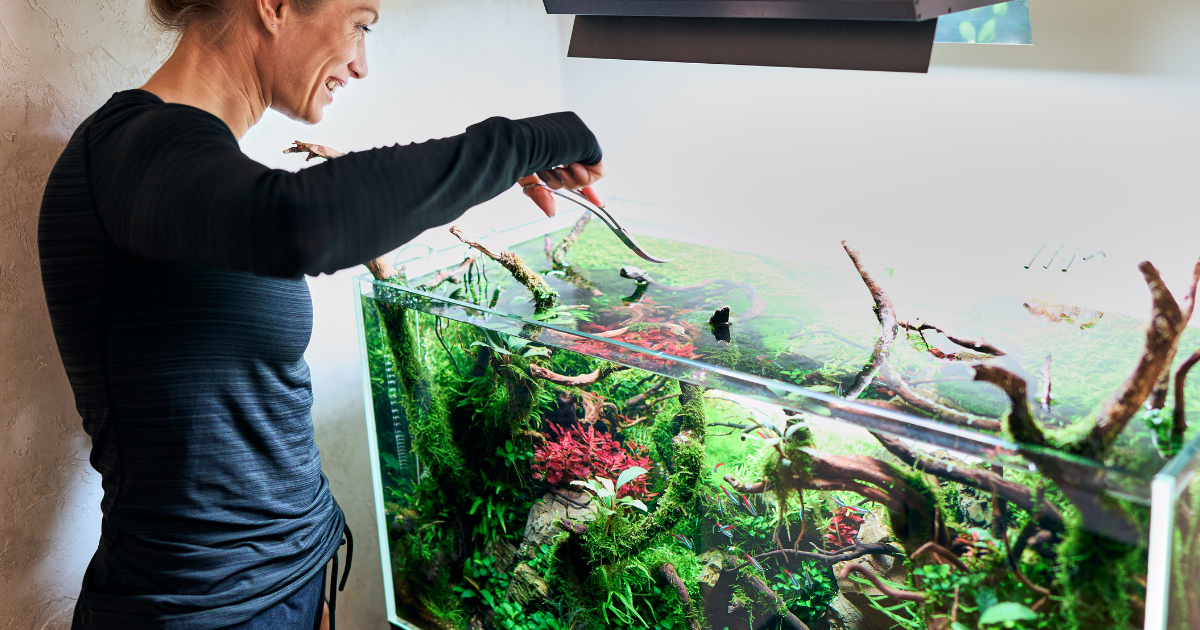 How Do You Set Up a Healthy Aquarium?