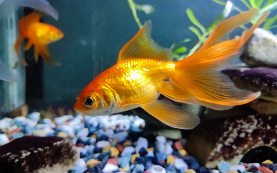 Shinygoldfish