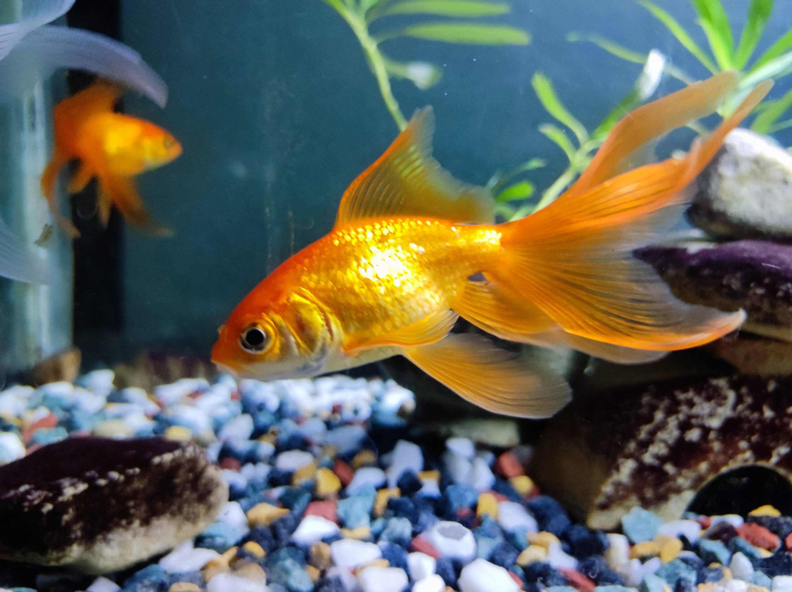 Shinygoldfish