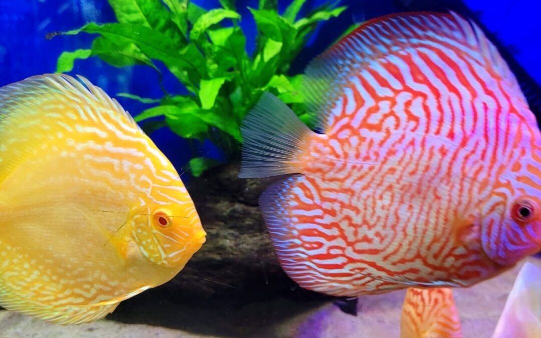 Discus