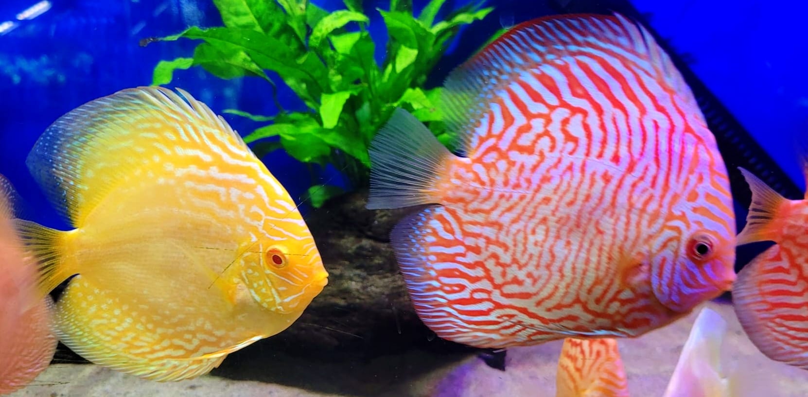 Discus
