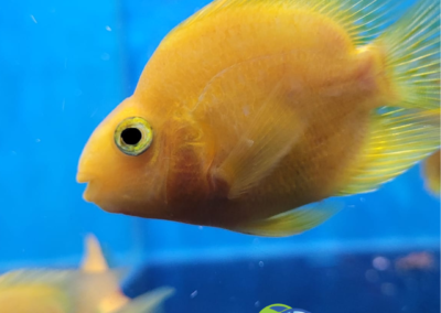 Yellow Parrot Cichlid