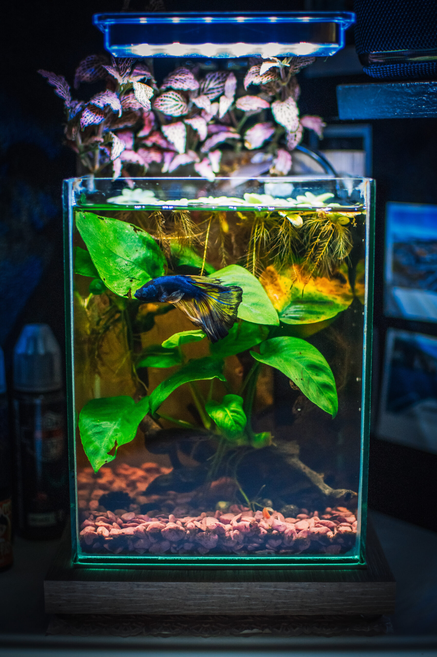 betta in a well stocked tank