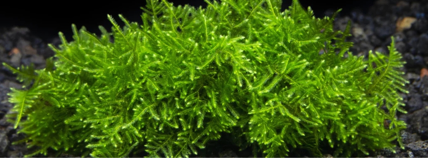Christmas Moss