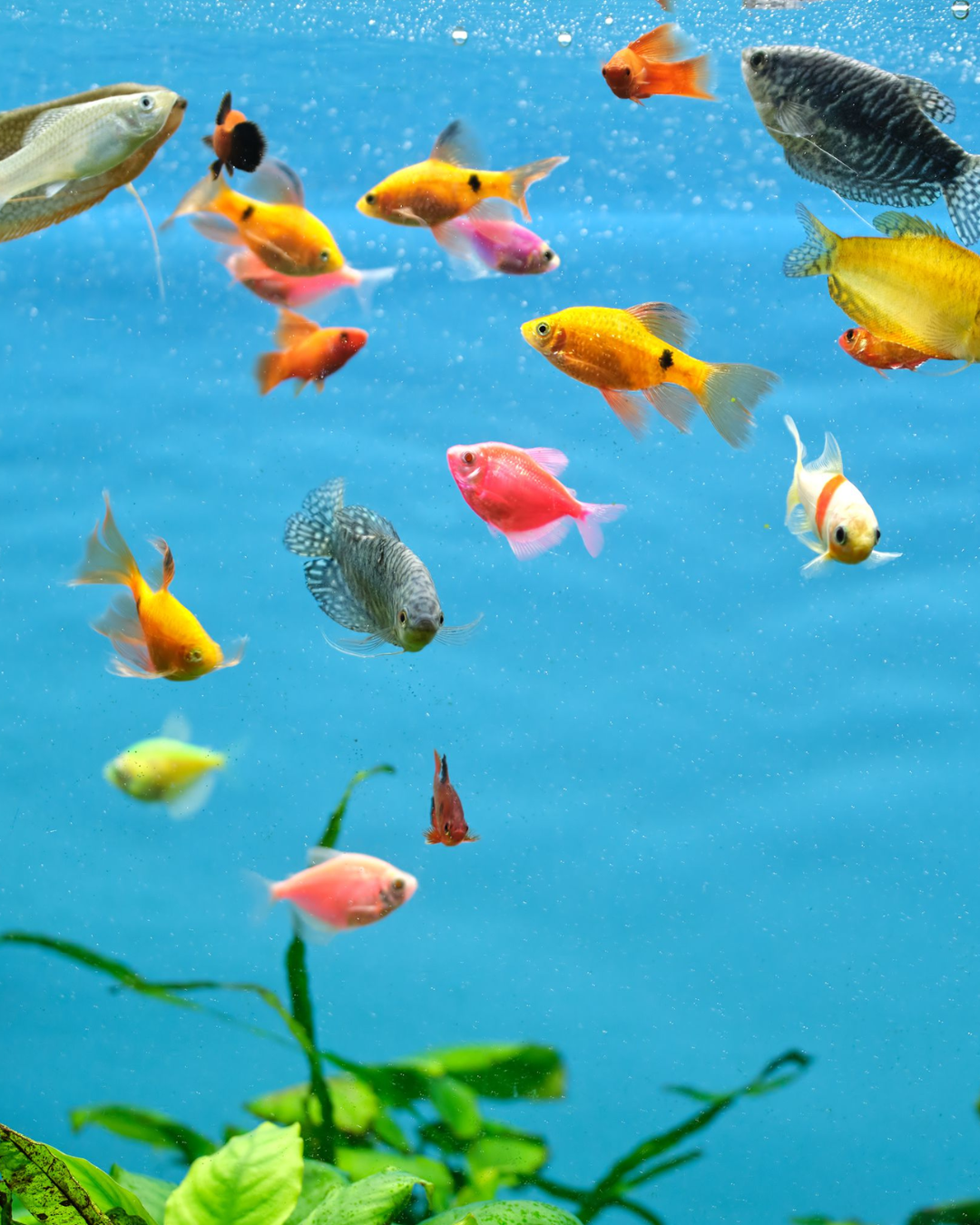 community fish tank community fish tank