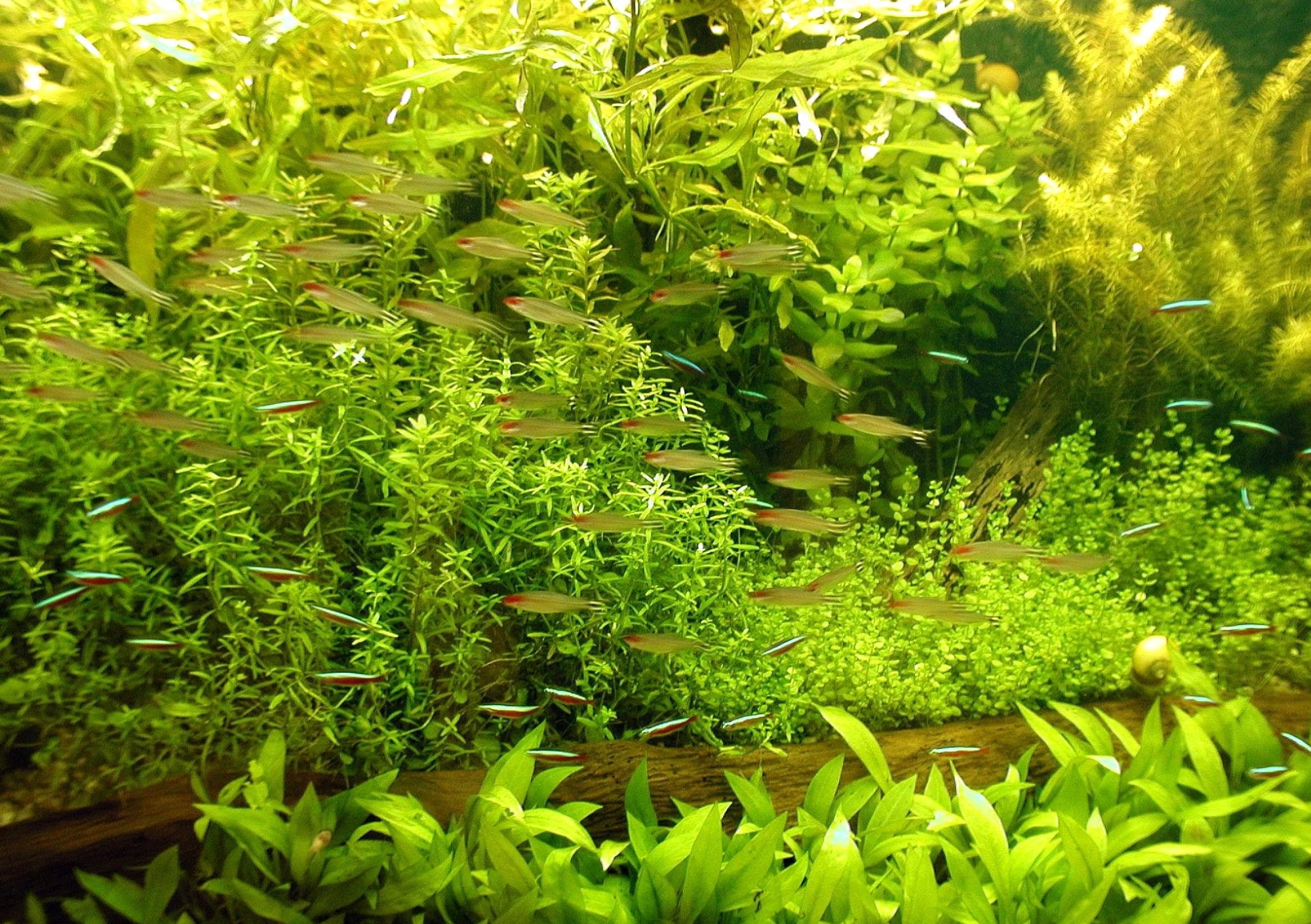 planted community tank with rummy nose tetra and neon tetra