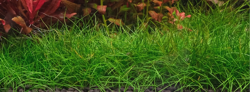 hair grass dwarf hair grass in tank