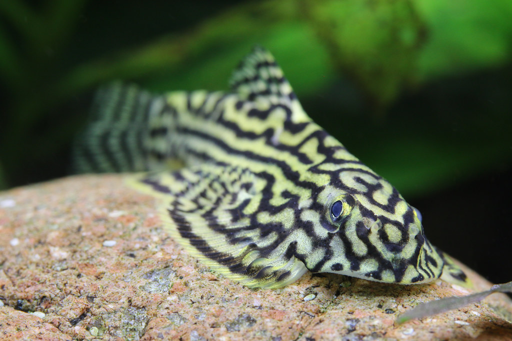 hillstream loach