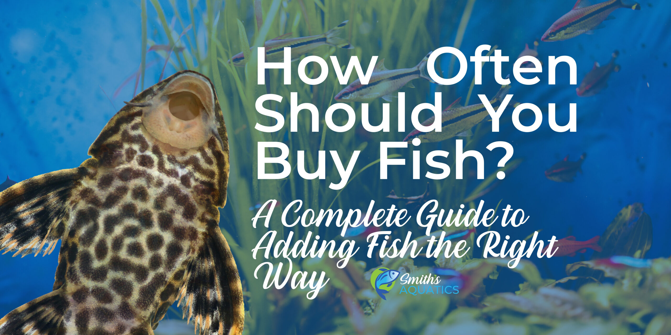 How Often Should You Buy Fish?