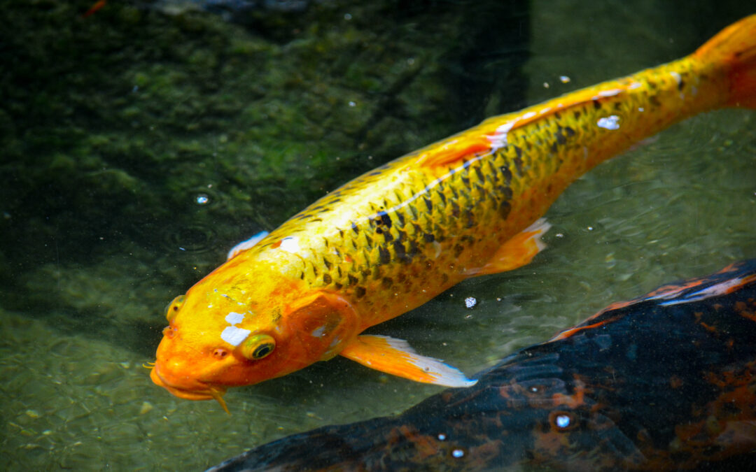 koi-carp-swimming-lake
