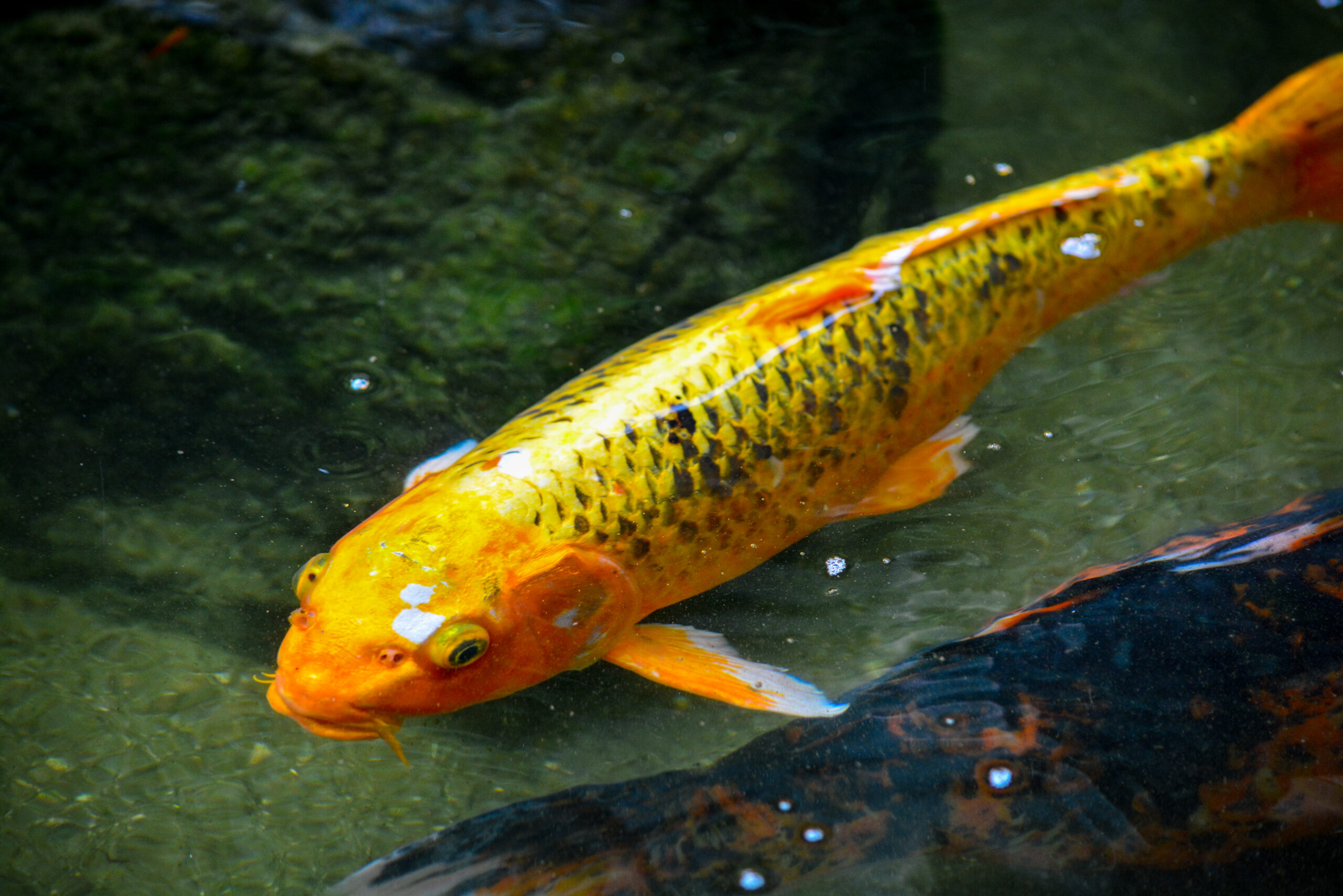 koi-carp-swimming-lake