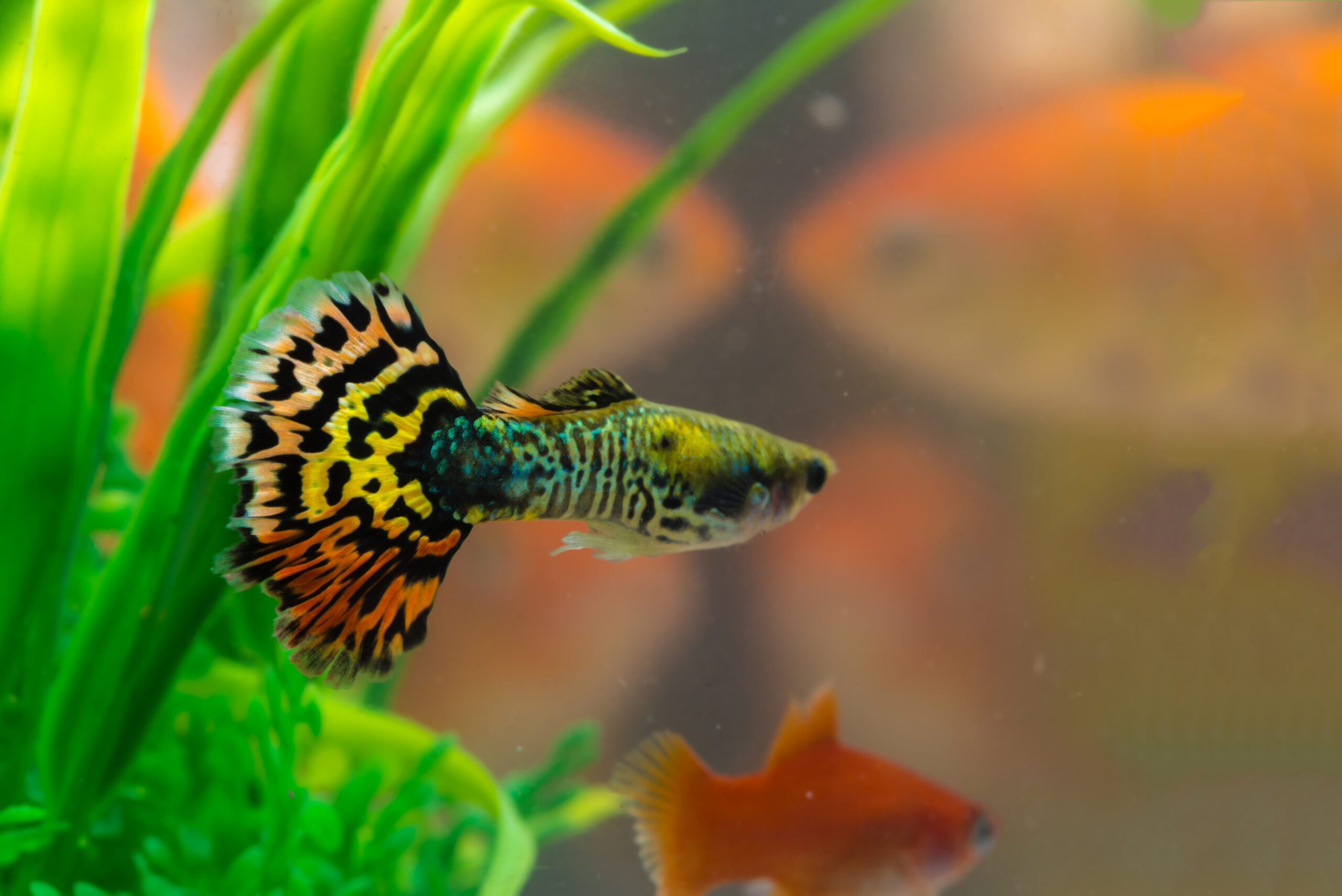 guppy