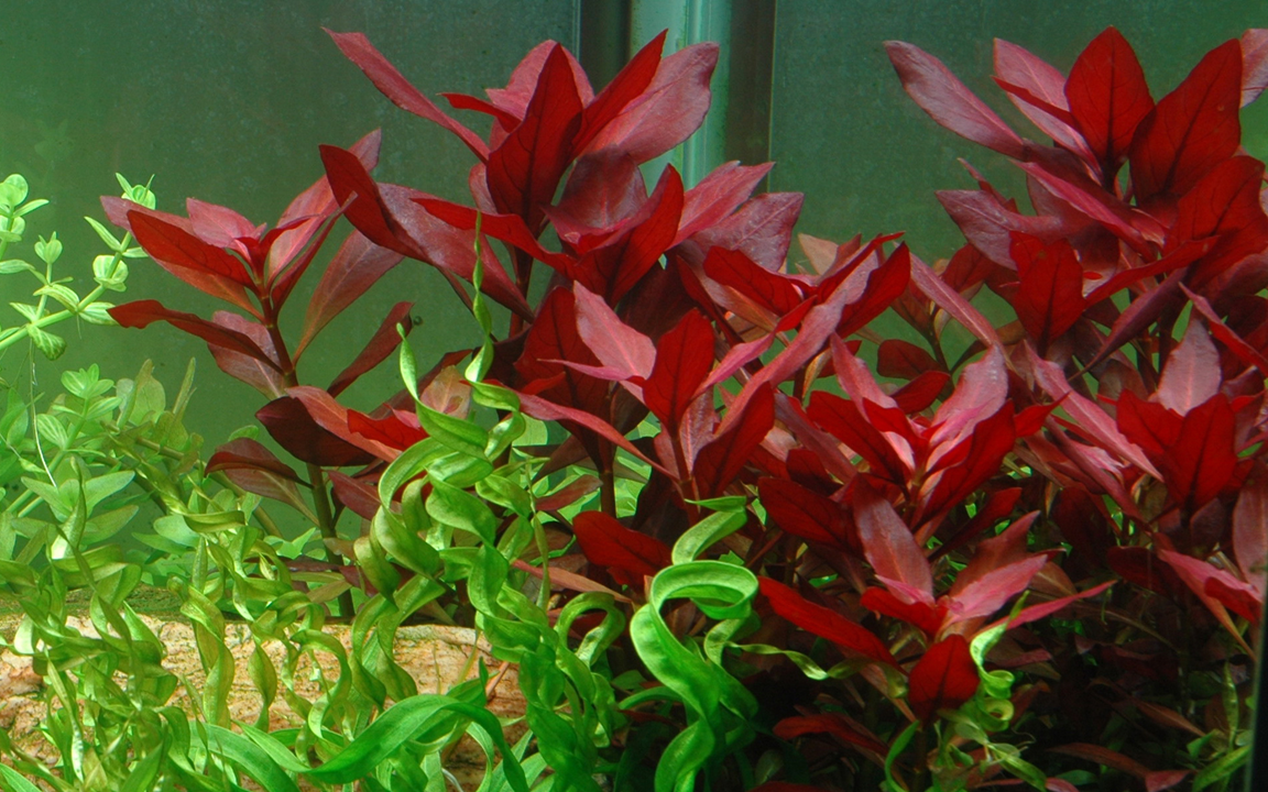 ludwiga repens in tank