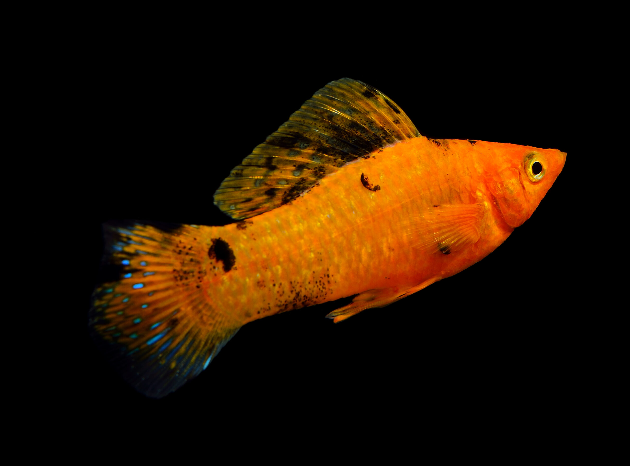molly fish