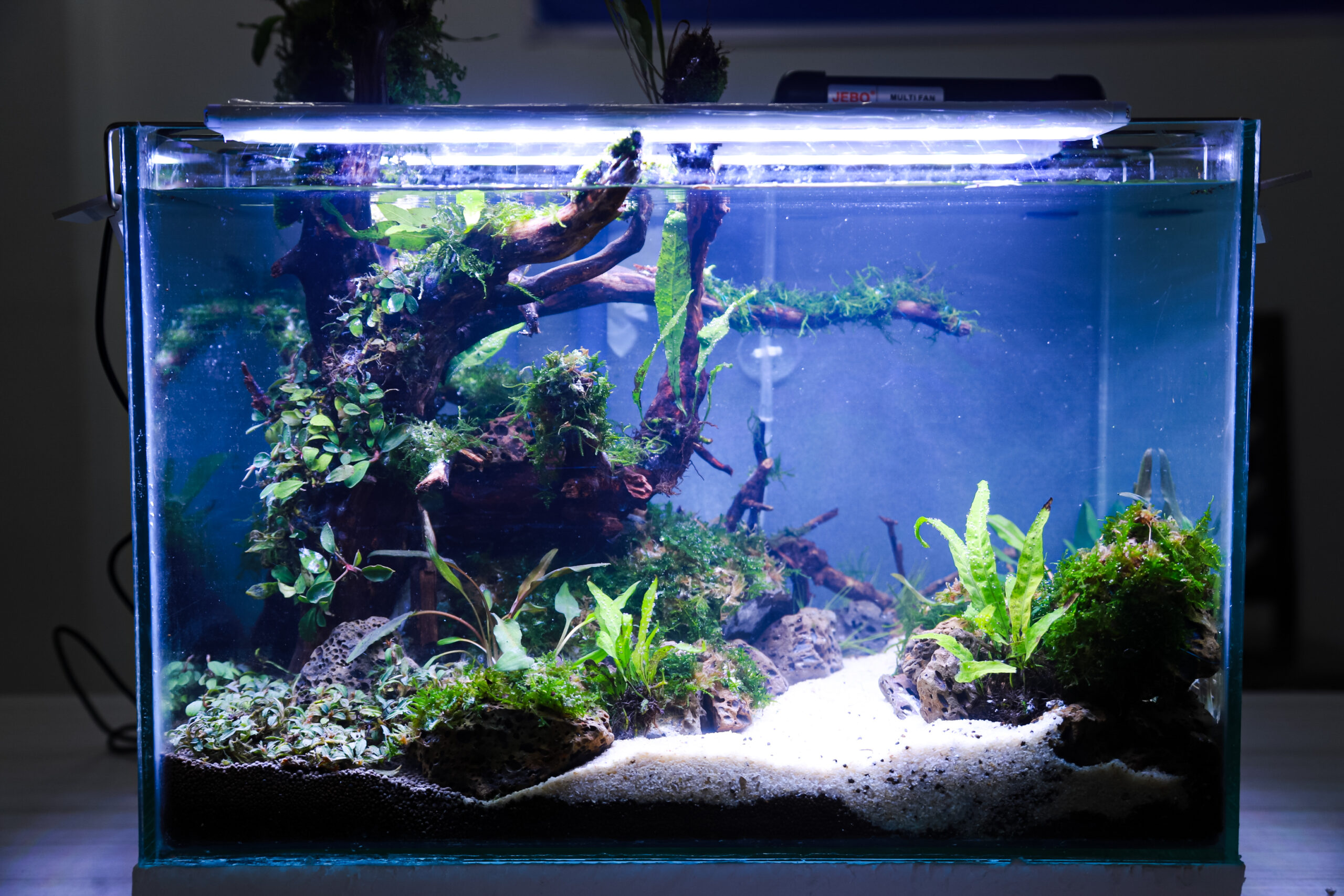 What Are the Most Common Fishkeeping Mistakes?