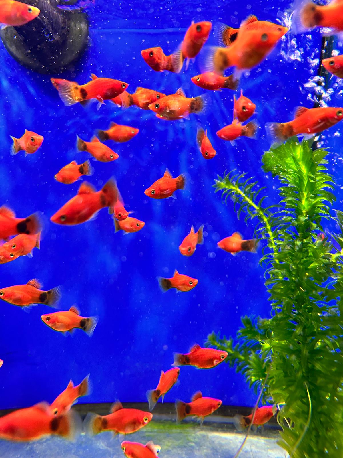 platy red platies