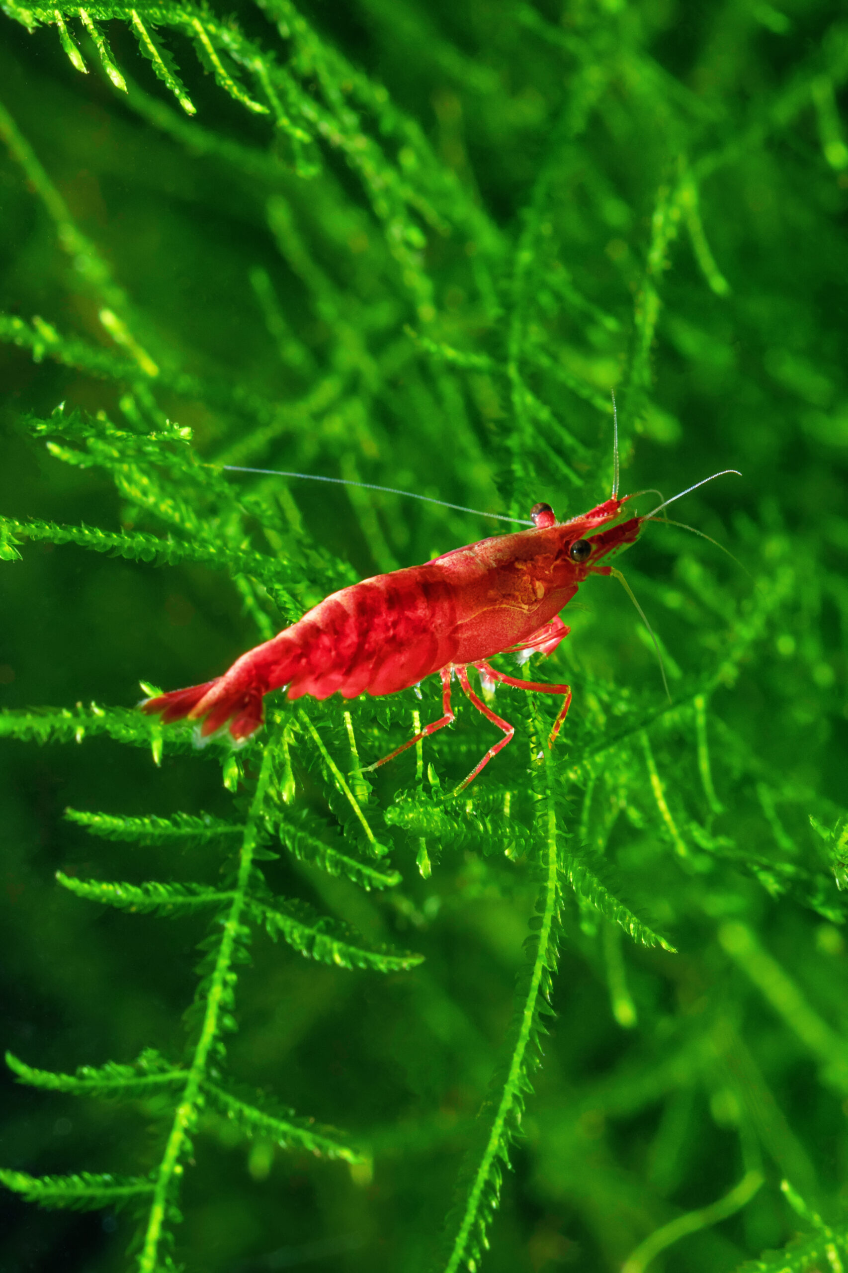 Red Cherry Shrimp on a moss Red Cherry Shrimp on a moss, freshwater aquarium