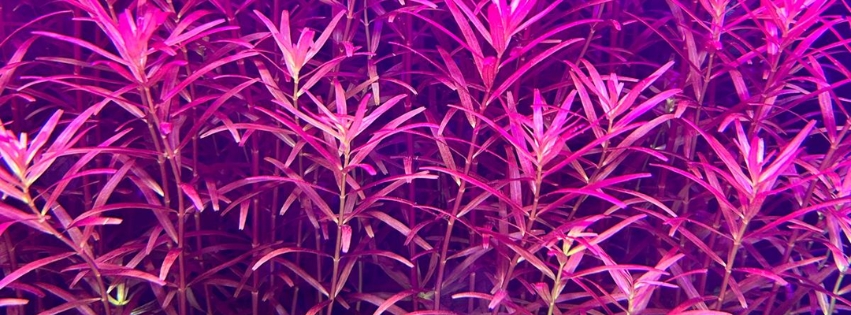 Rotala Blood red in one of our tanks