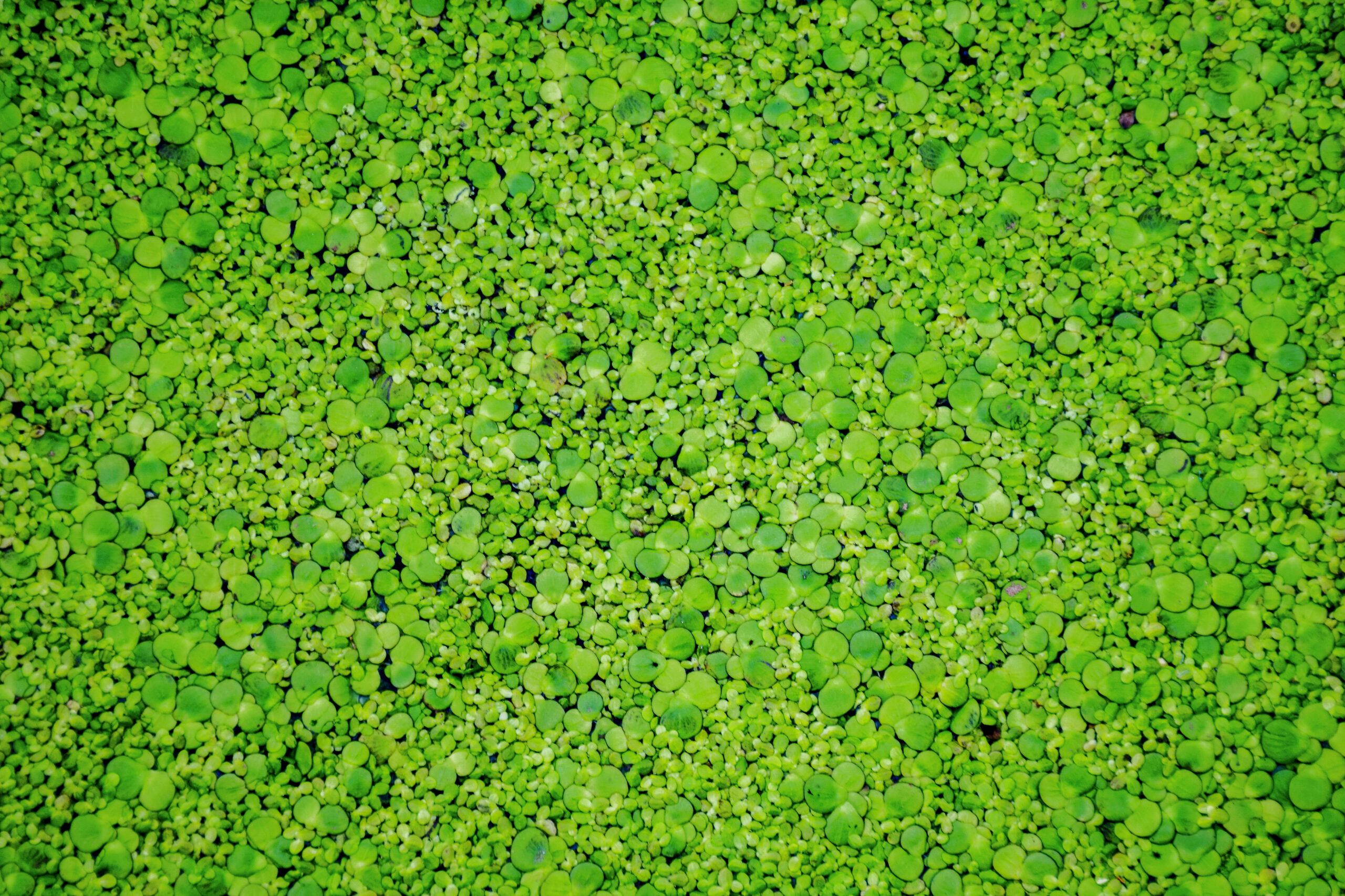 green-bush