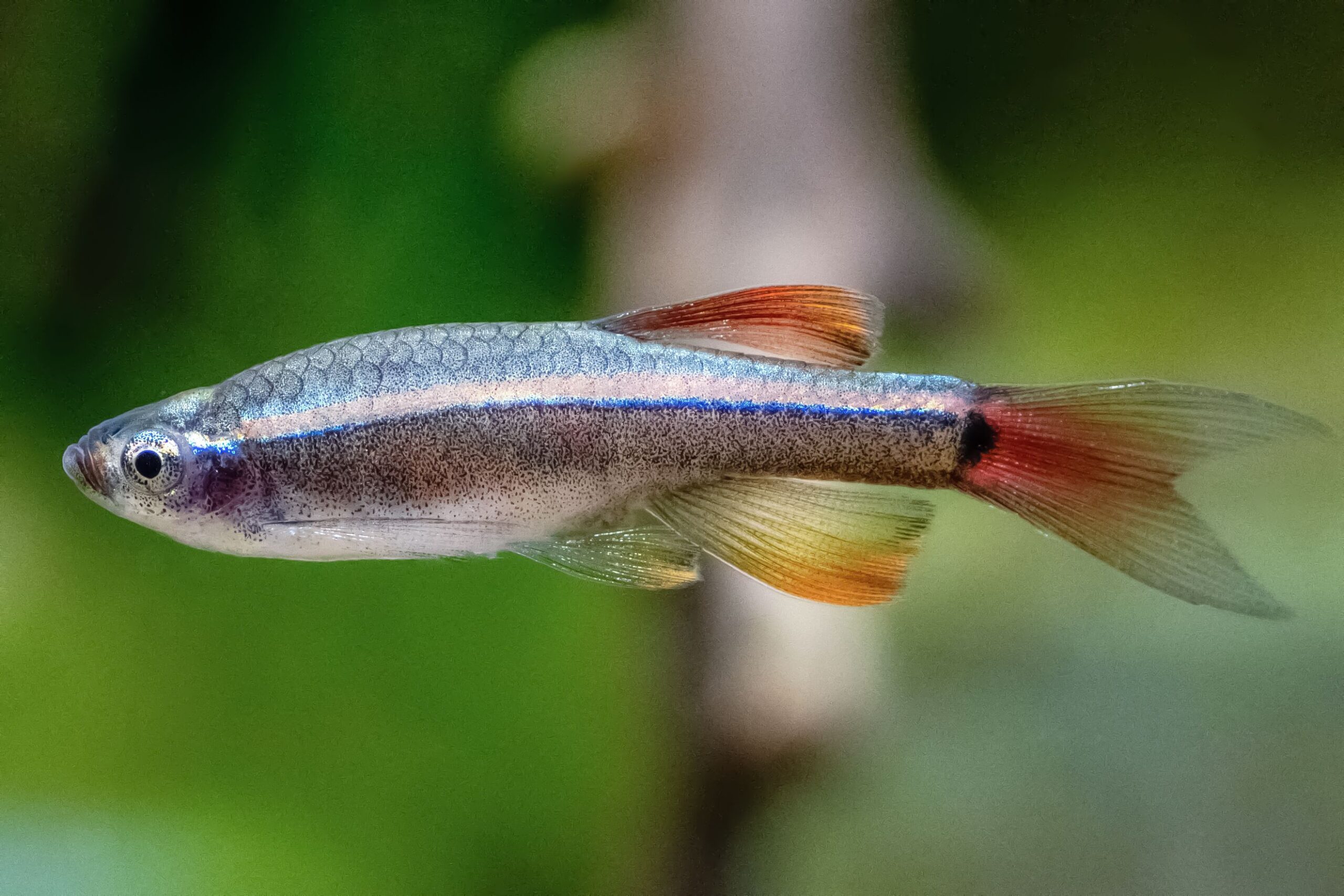 white cloud minnow