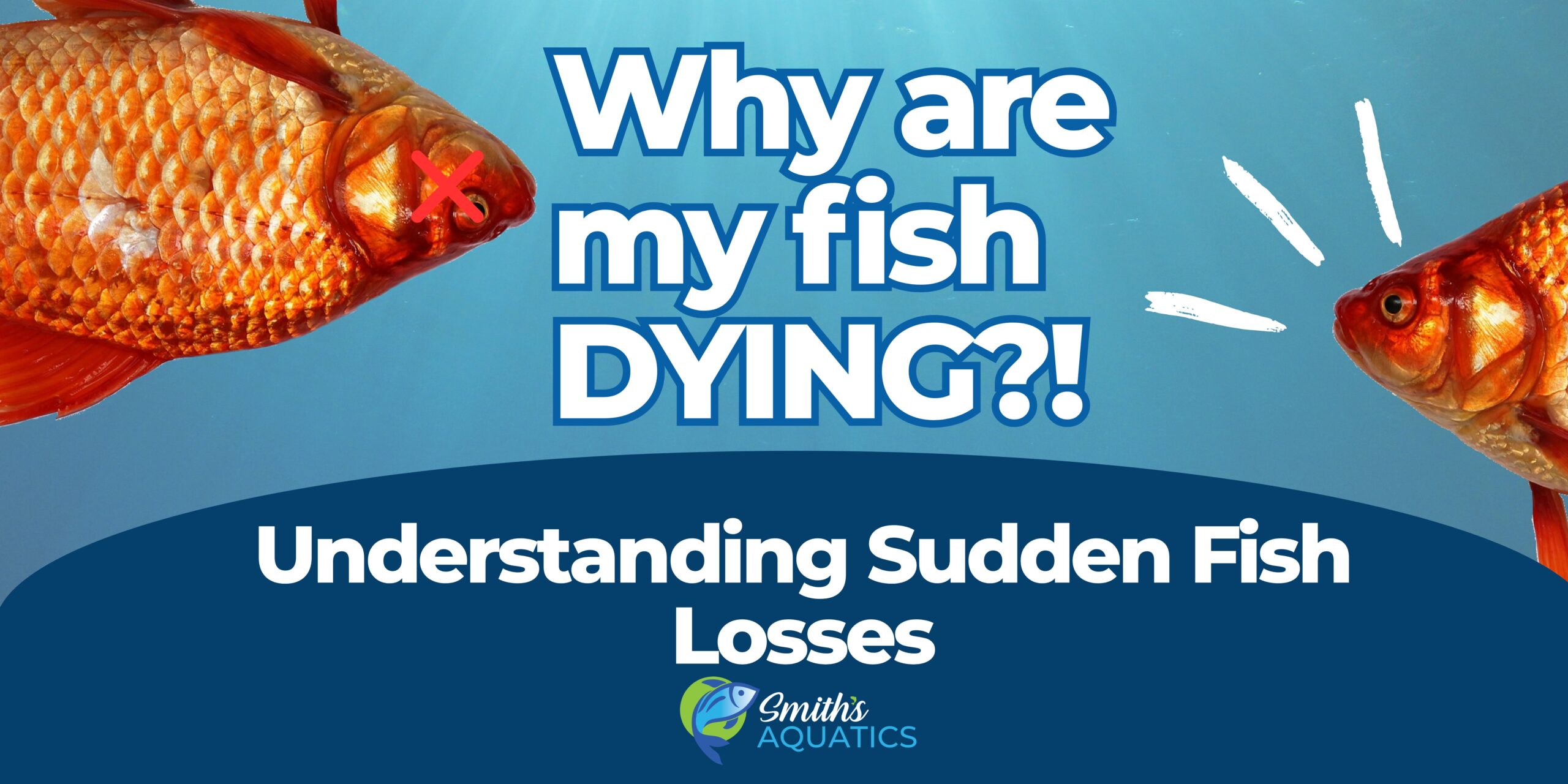 feature image including title and dead fish