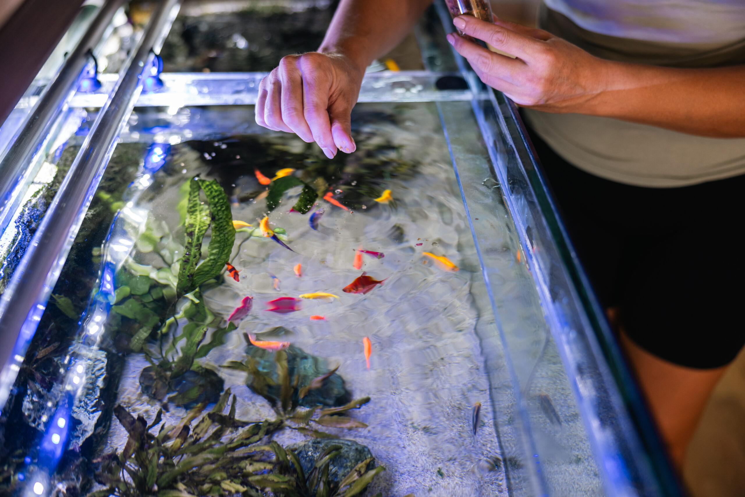How often do you feed fish?